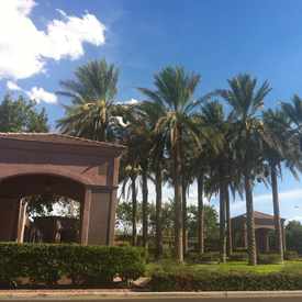 Photo of Palm Trees
