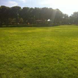 Photo of Soccer Field