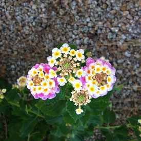 Photo of Flowers