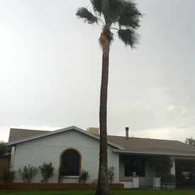 Photo of Palm Tree