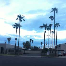 Photo of Palm Garden