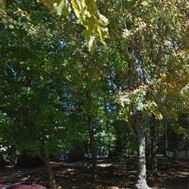 Photo of Holmard Street Park