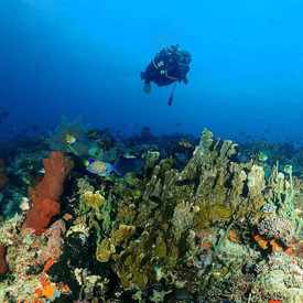 Photo of PT. Scuba Diving Surabaya Academy