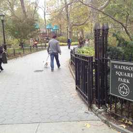 Photo of Madison Square Park Dog Run