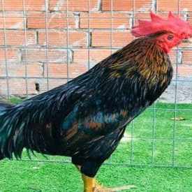 Photo of Vietnam House Restaurant