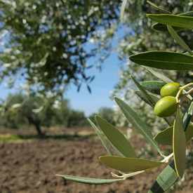 Photo of Olio Piro.