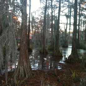 Photo of University of Louisiana at Lafayette