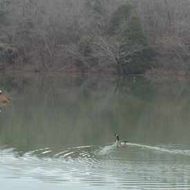 Photo of University Lake University Of Montevallo
