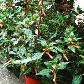 Photo of North Park Nursery By Mooch