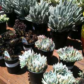 Photo of North Park Nursery By Mooch