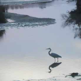Photo of Heron Lookout