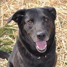 Photo of The Humane Society of Delaware County