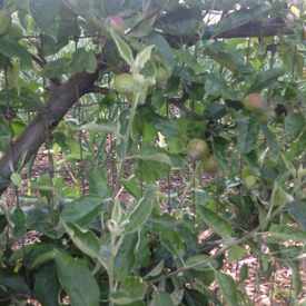 Photo of Urban Farming