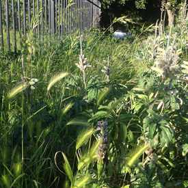 Photo of Over Grown Lots