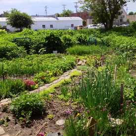 Photo of East Main St Community Garden