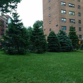 Photo of Nycha Manhattanville Community