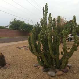 Photo of Cactus