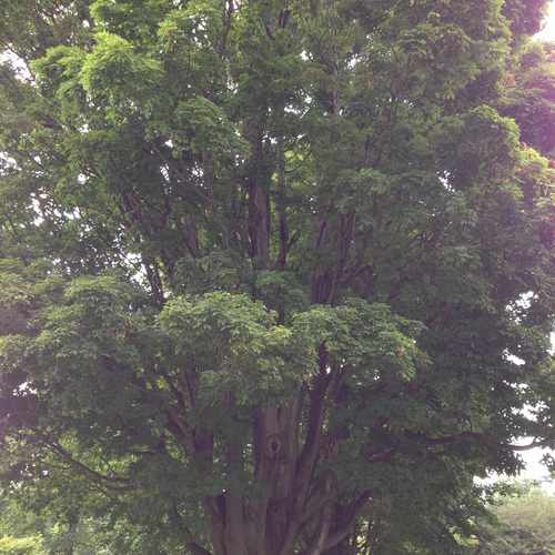photo of Older trees at 171 Reservoir Avenue Rochester NY 14620
