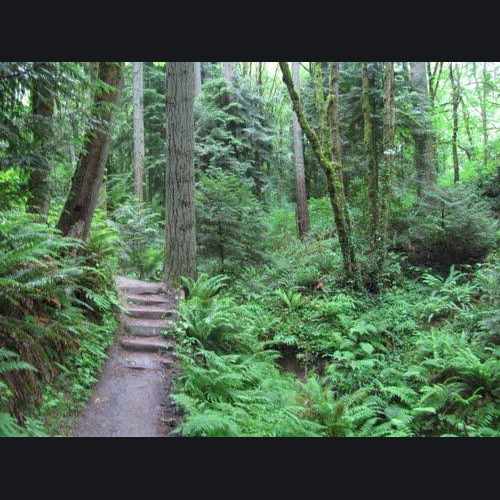 photo of Tryon Creek State Park at 11321 Southwest Terwilliger Boulevard Portland OR 97219