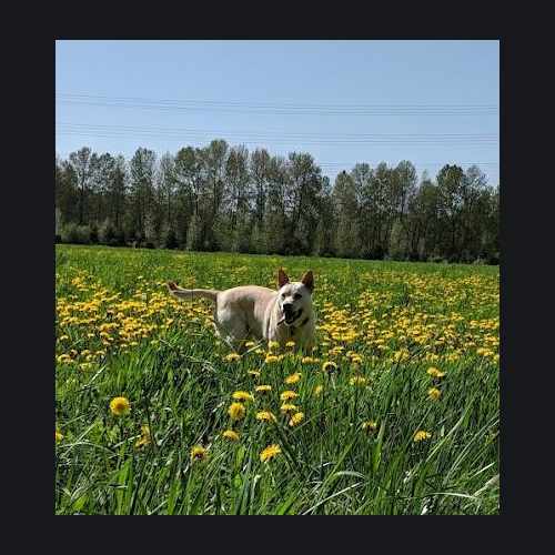 photo of Country Charm Conservation Area at 604 East Gilman Avenue Arlington WA 98223