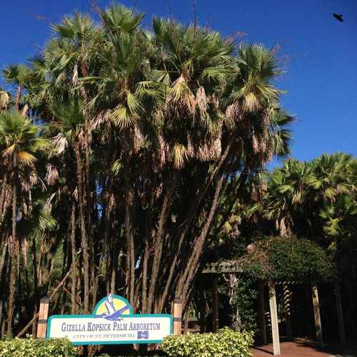 photo of Gizella Kopsick Palm Arboretum at 11th Avenue Northeast St. Petersburg FL 33701
