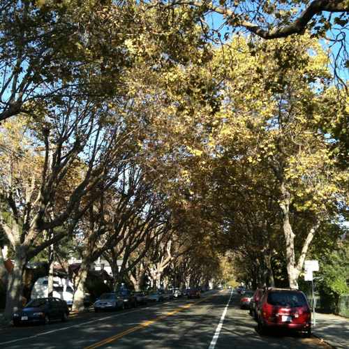photo of Hopkins Street, Berkeley, CA at Hopkins Street Berkeley CA US