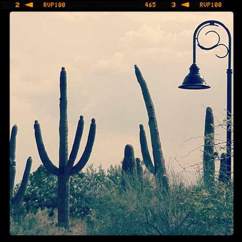 photo of Starbucks View at 1985 East River Road Tucson AZ 85718