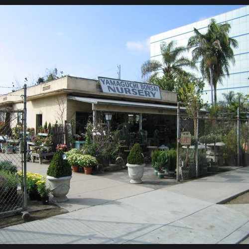 photo of Yamaguchi Bonsai Nursery at 1905 Sawtelle Boulevard Los Angeles CA 90025