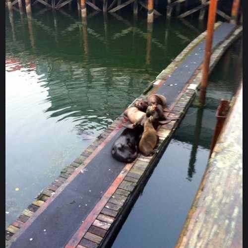 photo of Sea Lion Dock at 50 Southwest Bay Boulevard Newport OR 97365