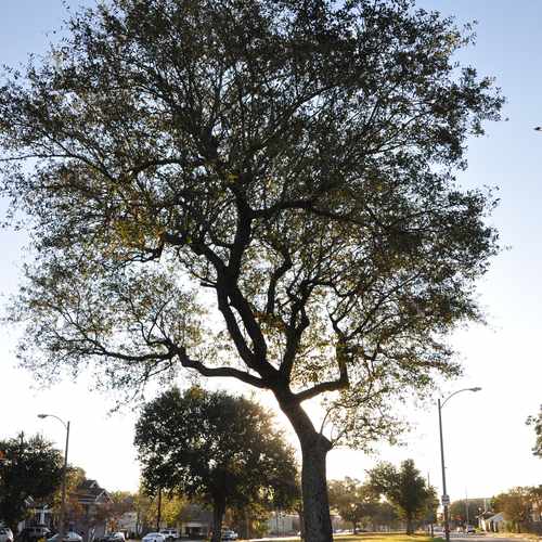 photo of Neutral Ground at 4147 Orleans Avenue New Orleans LA 70119