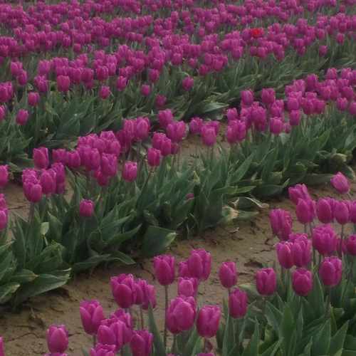 photo of Skagit Valley Tulip Festival at 311 West Kincaid Street Mount Vernon WA 98273