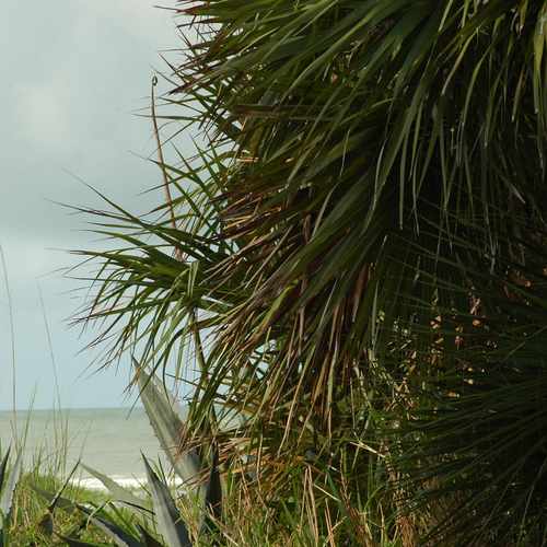 photo of Suncoast Seabird Sanctuary at 18328 Gulf Boulevard Indian Shores FL 33785