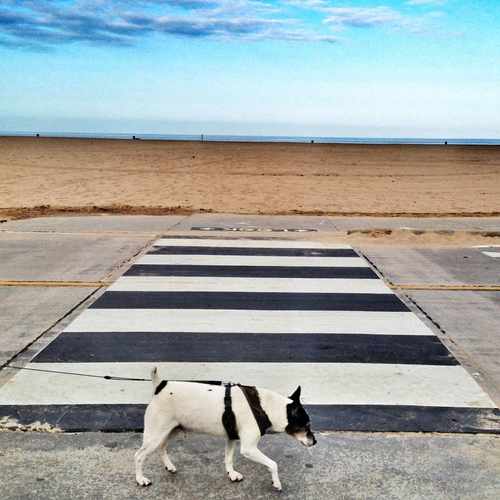 photo of Venice Beach at 100 Ocean Front Walk Santa Monica CA 90405