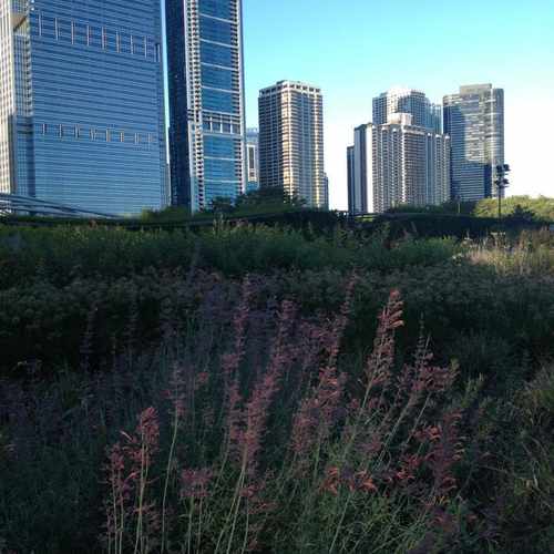 photo of Lurie Garden at 226 E Monroe St Chicago IL 60601