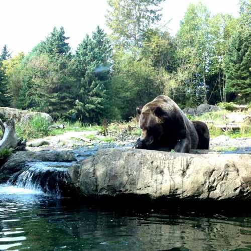 photo of Brown Bear at 699 N 59th St Seattle WA 98103