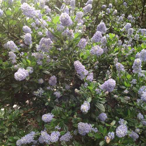 photo of Spring In Bloom In One If Many Sidewalk Gardens at 214 West 32nd Street Vancouver WA 98660