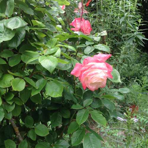 photo of Rose Garden at 316 West 32nd Street Vancouver WA 98660