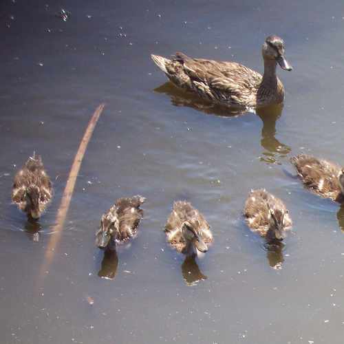 photo of Lake Seminole at Leisure Lane Largo FL 33778