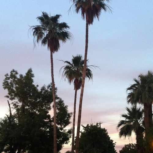 photo of Palm Trees at 1098 West 8th Place Mesa AZ 85201