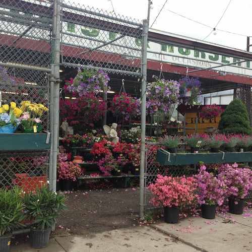 photo of Florist And Nursery at 717 American Legion Highway Boston MA 02131