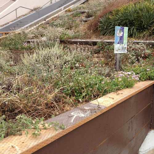 photo of Green Hairstreak Butterfly Breeding Ground at Rocky Outcrop at 2095 15th Avenue San Francisco CA 94116