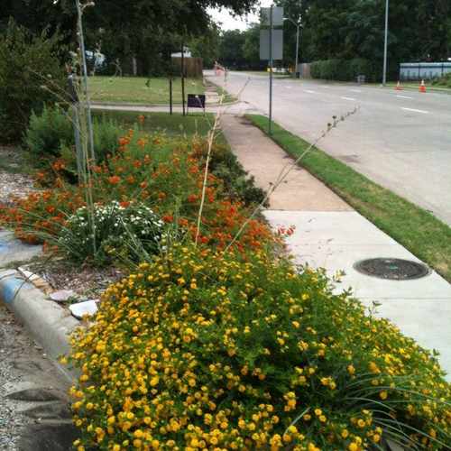 photo of N. Polk St Beautification Project at 620 Turner Avenue Dallas TX 75208