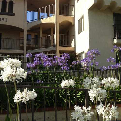 photo of 451 Hawthorne St at 449 West Harvard Street Glendale CA 91204