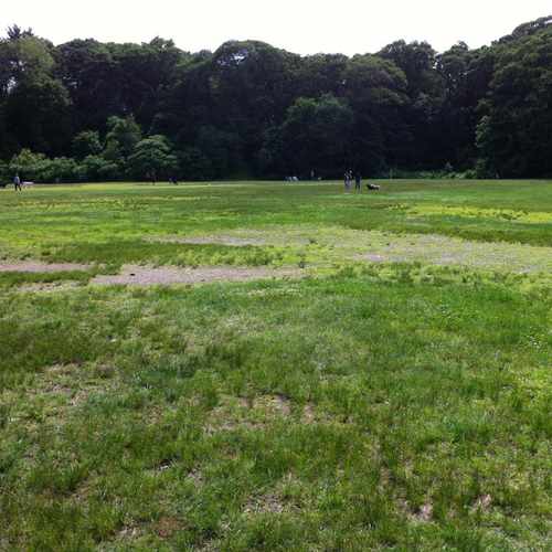 photo of Cold Spring Park Dog Area at 98 Duncklee Street Newton MA 02461