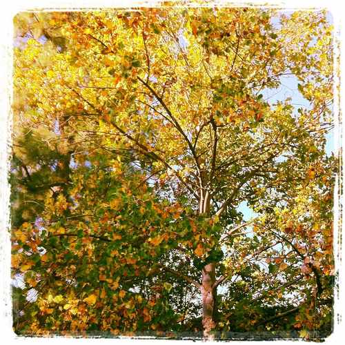 photo of Signs Of Autumn at 2606 N 6th St Burbank CA 91504