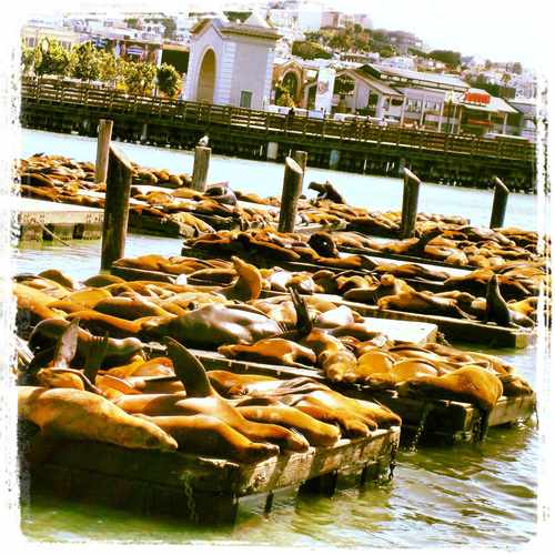 photo of 39 Pier 39 Concourse at 39 Pier 39 Concourse San Francisco CA 94133
