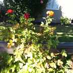 Photo of Smell the roses in Midtown Palo Alto, Palo Alto