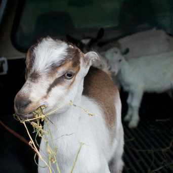 Photo of Old Cheney Road Farmers Market in Lincoln