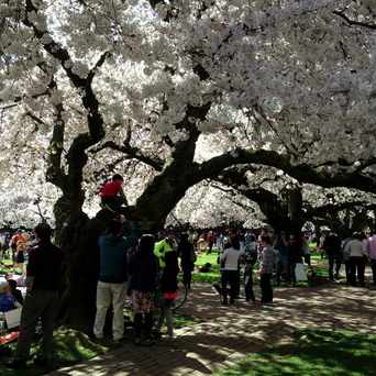 Photo of UW Cherry Blossom in University District, Seattle