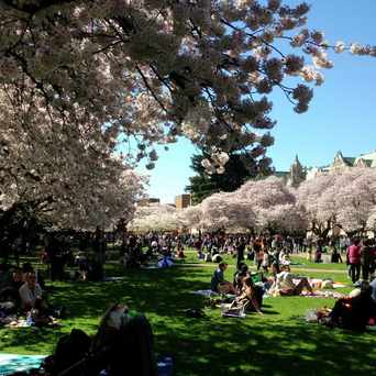 Photo of UW Cherry Blossom in University District, Seattle